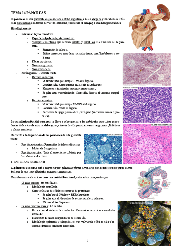 Miniatura del documento HISTOLOGIA-TEMA-14-PANCREAS.pdf