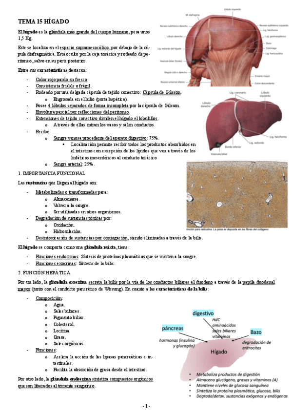 Miniatura del documento HISTOLOGIA-TEMA-15-HIGADO.pdf
