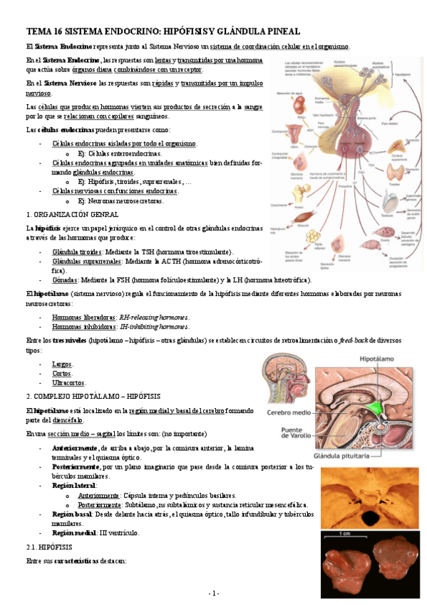 Miniatura del documento HISTOLOGIA-TEMA-16-SISTEMA-ENDOCRINO-HIPOFISIS-Y-GLANDULA-PINEAL.pdf