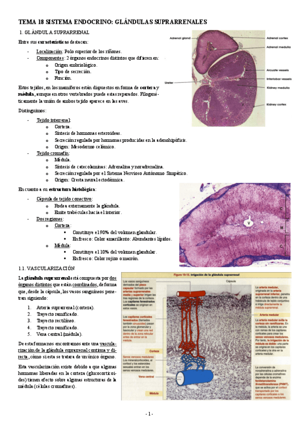 Miniatura del documento HISTOLOGIA-TEMA-18-SISTEMA-ENDOCRINA-GLANDULAS-SUPRARRENALES.pdf