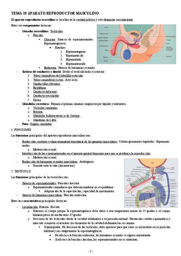 Miniatura del documento HISTOLOGIA-TEMA-19-APARATO-REPRODUCTOR-MASCULINO.pdf