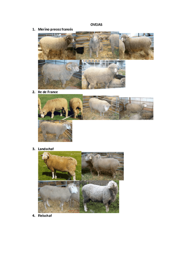 Miniatura del documento IMAGENES-OVEJAS.pdf