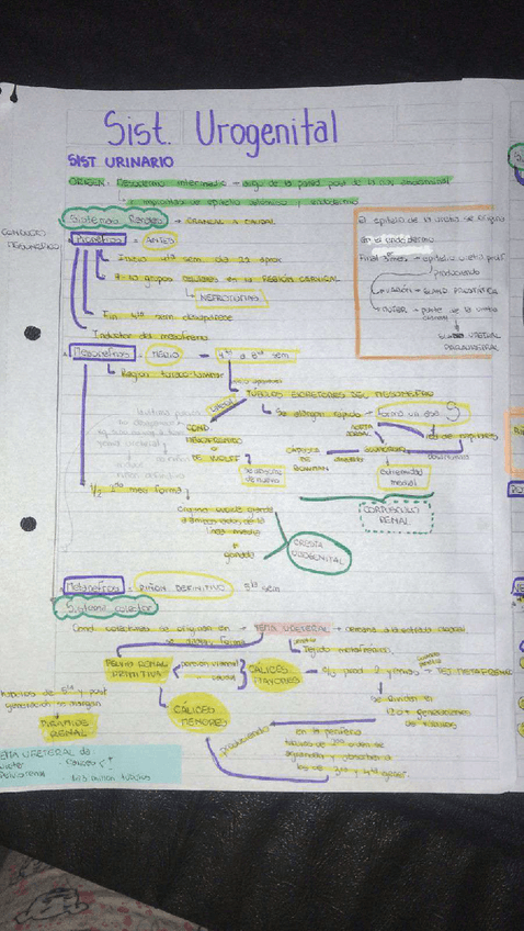 Miniatura del documento SISTEMA-URINARIO.pdf