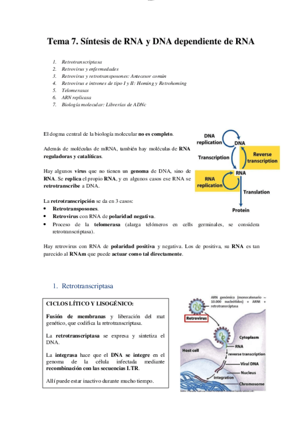 Miniatura del documento T7 - Síntesis de ARN y ADN dependiente de ARN.pdf