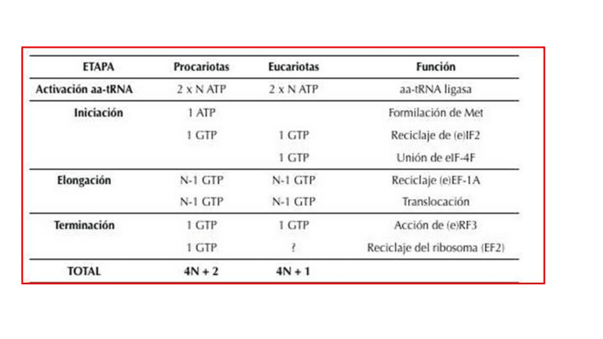 Miniatura del documento T9.1 - Gasto ATP en traducción proteica.pdf