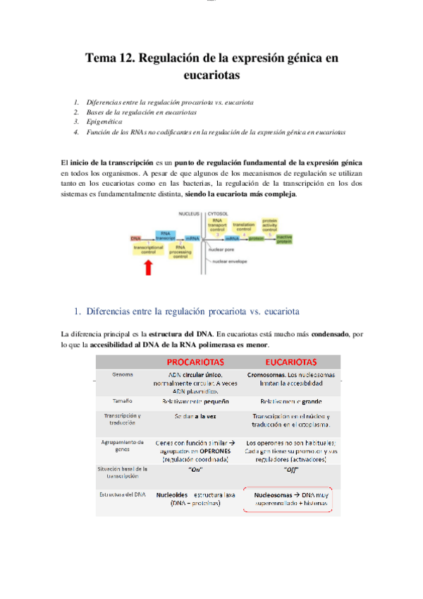 Miniatura del documento T12 - Regulación de la expresión génica en eucariota.pdf