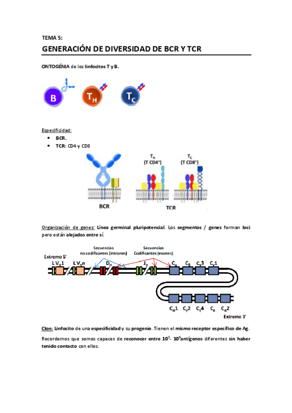 Miniatura del documento T5 - Generación de diversidad de BCR y TCR.pdf