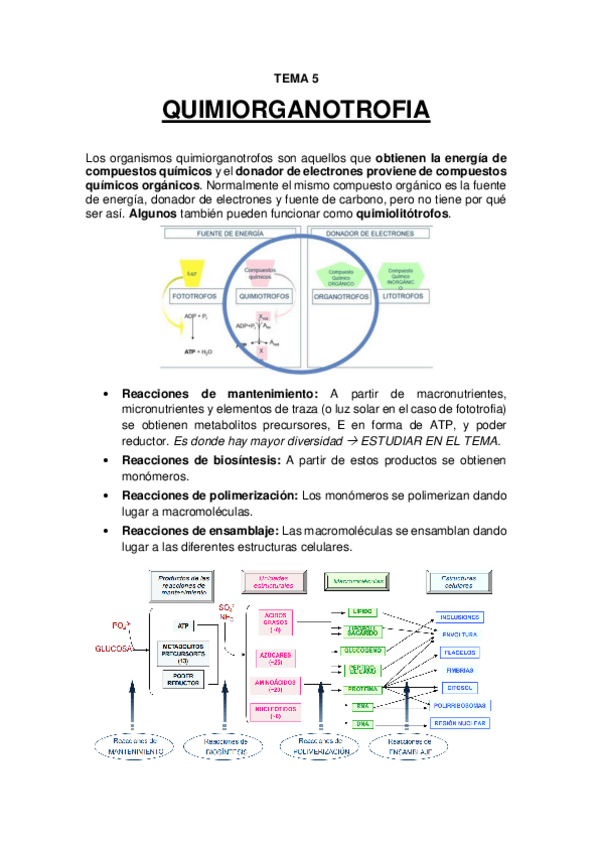 Miniatura del documento TEMA 5 - Quimiorganotrofia.pdf