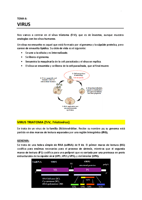 Miniatura del documento T6 - Virus.pdf