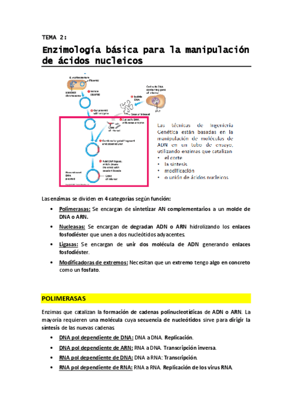 Miniatura del documento T2 - Enzimologia basica para la manipulacion de acidos nucleicos.pdf