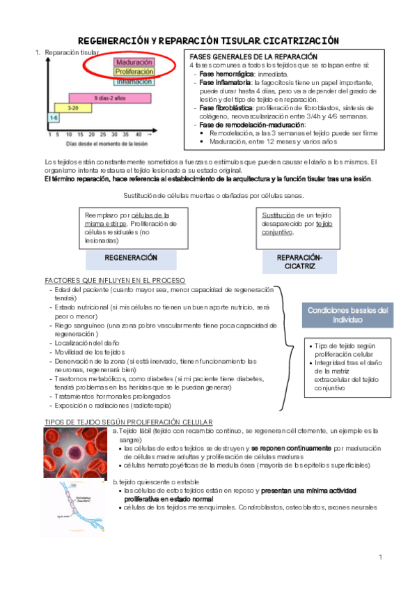 Miniatura del documento reparacion-proliferacion-y-maduracion.pdf