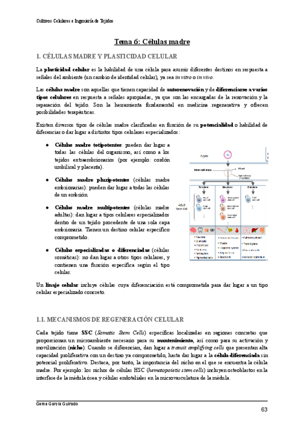 Miniatura del documento TEMA-6-CELULAS-MADRE-CULTIVOS-CELULARES-E-INGENIERIA-DE-TEJIDOS.pdf