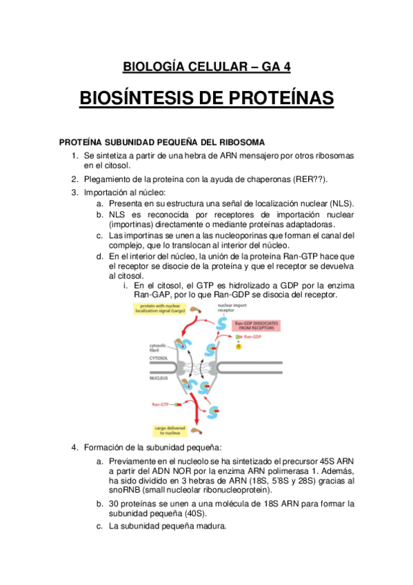 Miniatura del documento Biología Celular: GA4 - Biosintesis de proteinas.pdf