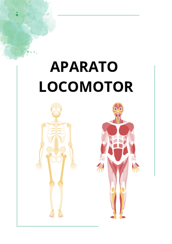 Miniatura del documento APARATO-LOCOMOTOR-repaso.pdf