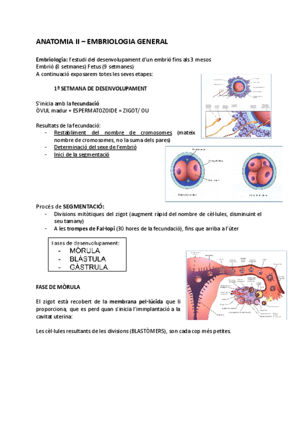 Miniatura del documento EMBRIOLOGIA-.docx.pdf