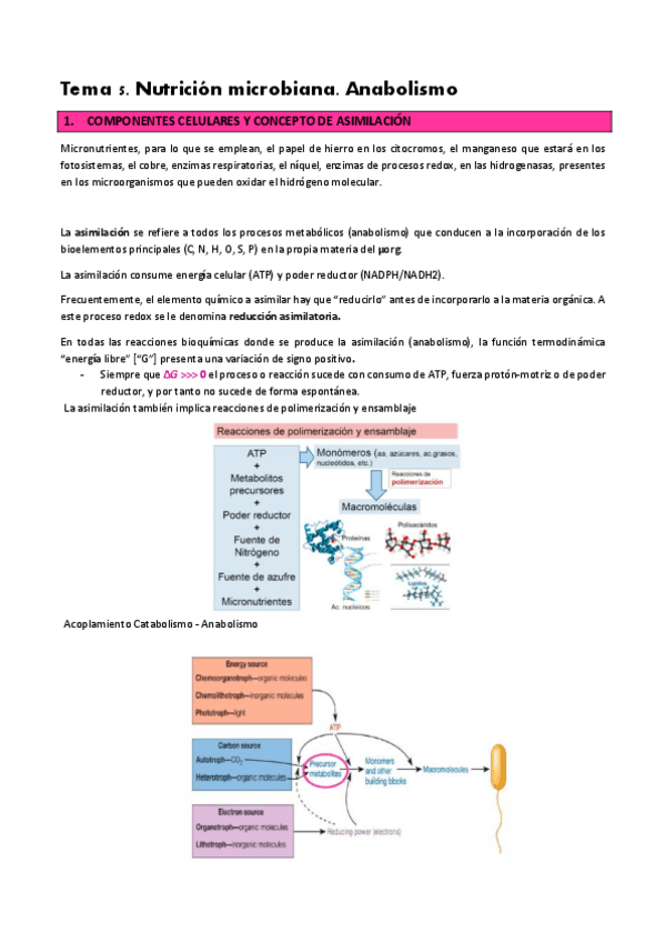 Miniatura del documento T.-5-Nutricion-Anabolismo.pdf