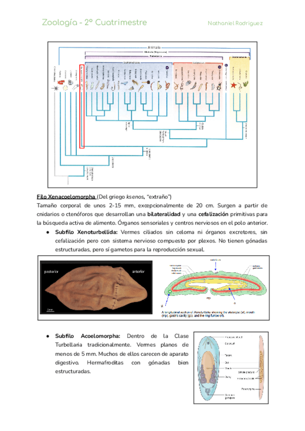 Miniatura del documento Zoologia-2o-Cuatrimestre-completo.pdf