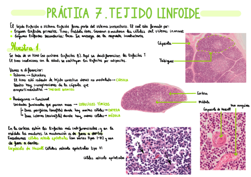 Miniatura del documento P7.-Tejido-linfoide.pdf