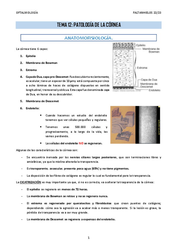 Miniatura del documento 12.-Patologia-de-la-cornea.pdf