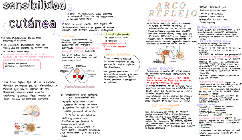 Miniatura del documento Resumen-sensibilidadcutanea-arco-reflejo.pdf