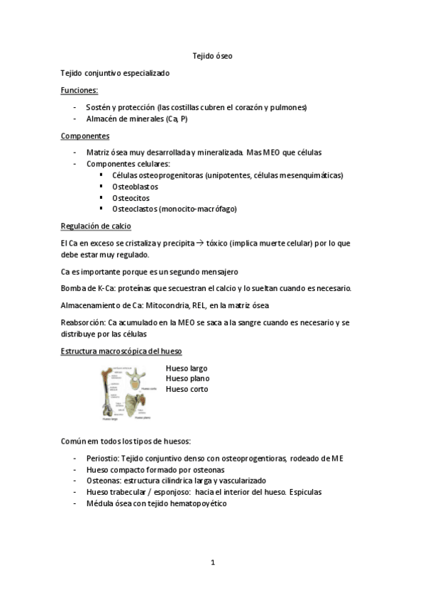 Miniatura del documento Tema-5-Oseo.pdf