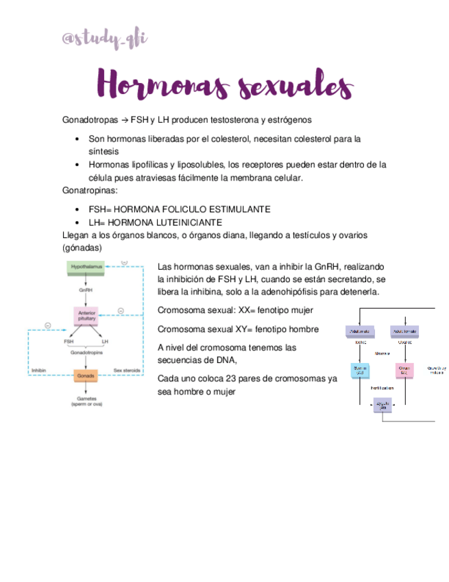 Miniatura del documento Hormonas-sexuales.pdf
