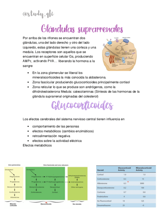 Miniatura del documento glandulas-suprarrenales.pdf