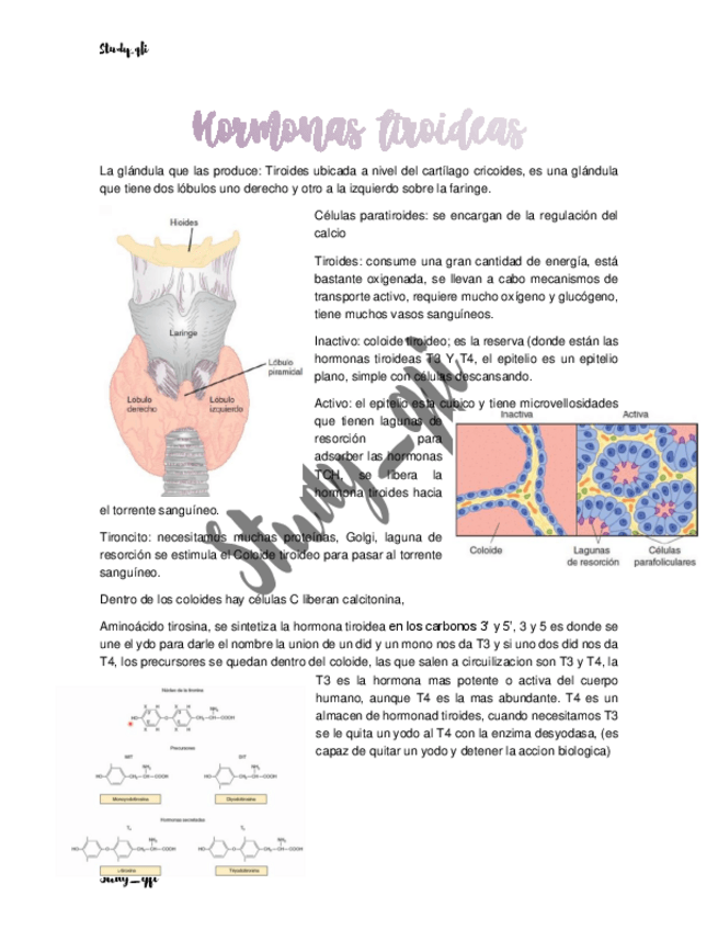 Miniatura del documento Hormonas-tiroideas.pdf