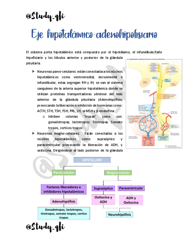 Miniatura del documento Eje-hipotalamico-hipofisiario.pdf