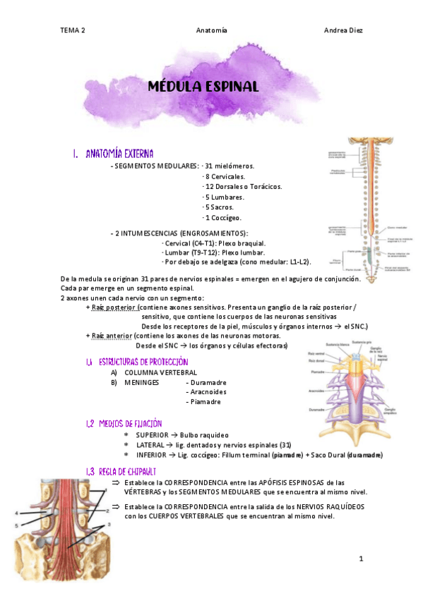 Miniatura del documento TEMA-2-MEDULA-ESPINAL.pdf
