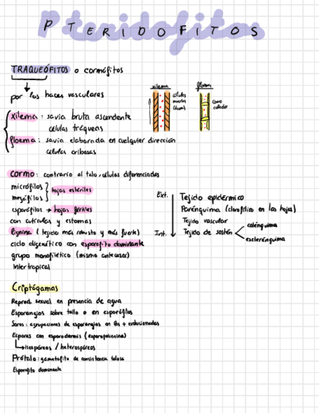 Miniatura del documento Tema-6-Botanica.pdf