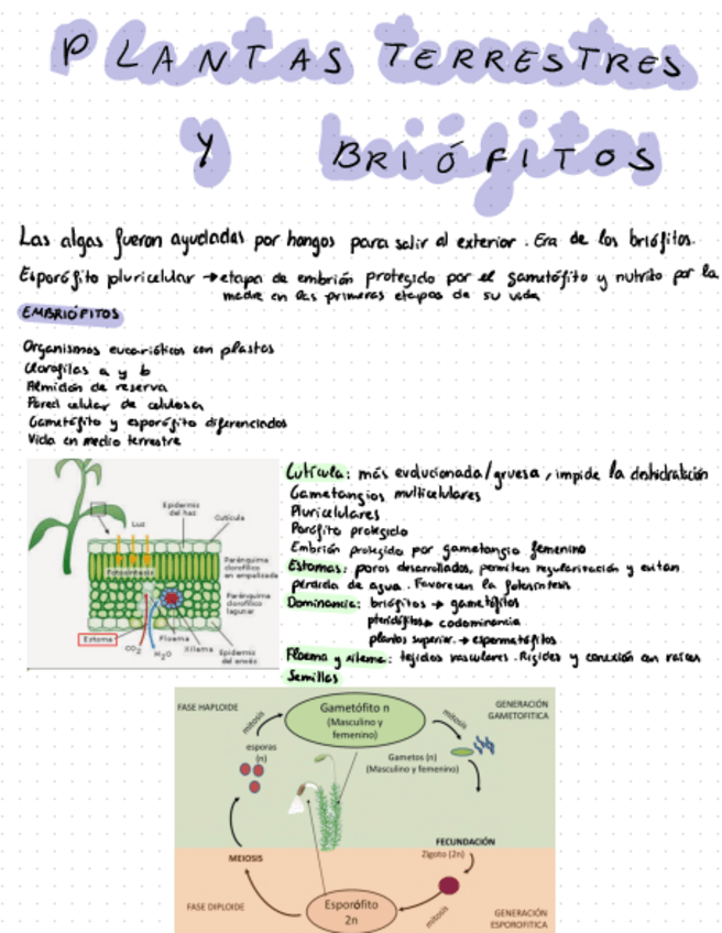 Miniatura del documento Tema-5-Botanica.pdf