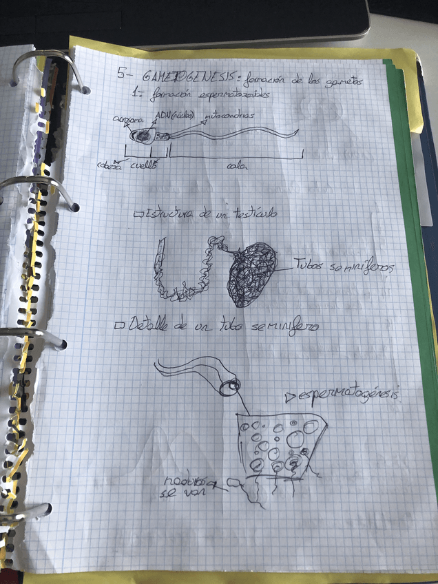 Miniatura del documento Gametogenesis.pdf