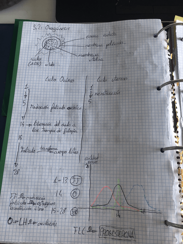 Miniatura del documento Ovogenesis.pdf