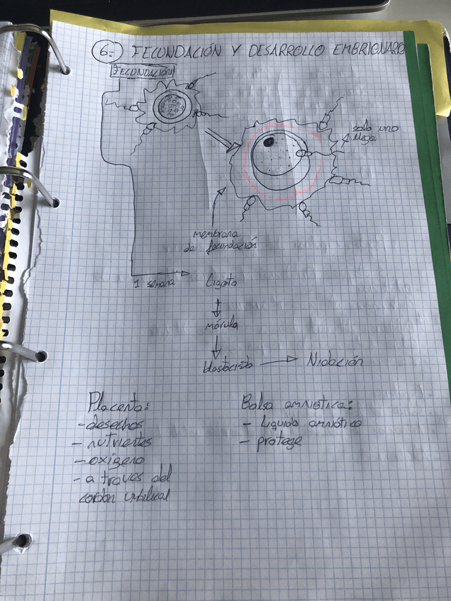 Miniatura del documento Fecundacion.pdf