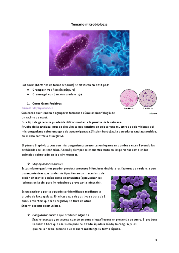 Miniatura del documento Cocos-grampositivos-y-gramnegativos-1.pdf