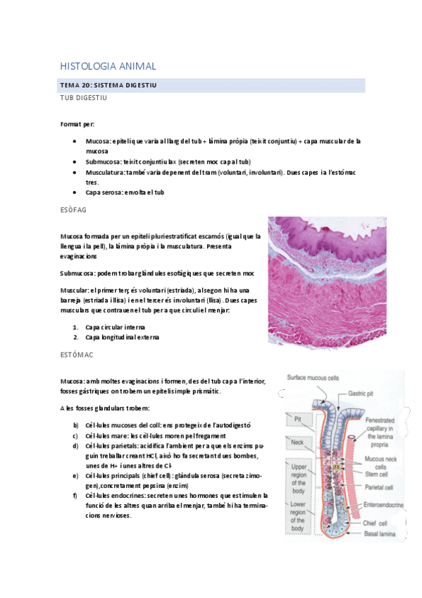 Miniatura del documento Tema-20-Sistema-digestiu.pdf