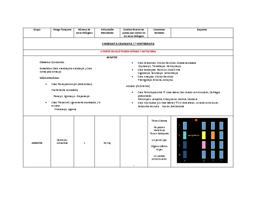 Miniatura del documento ARCOS-FARINGEOS-TODOS-LOS-VERTEBRADOS.pdf