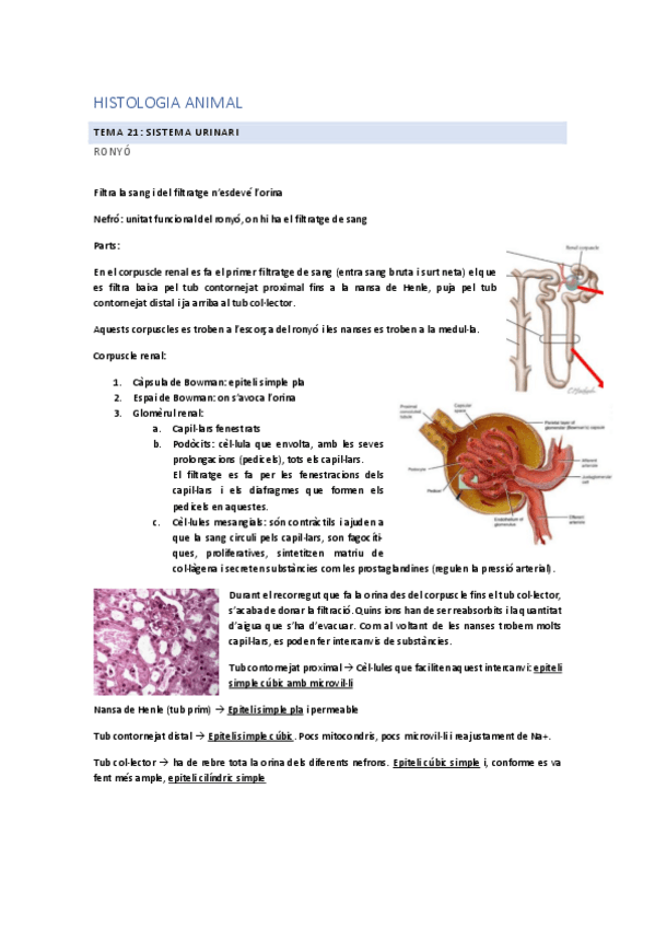 Miniatura del documento Tema-21-Sistema-urinari.pdf