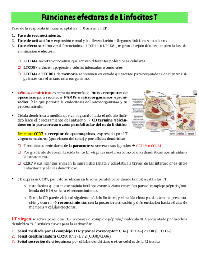 Miniatura del documento Copy-of-5-Funciones-efectoras-de-Linfocitos-T.pdf