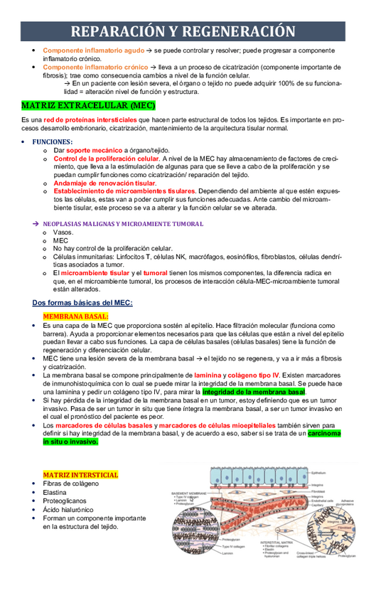 Miniatura del documento Copy-of-5-REPARACION-Y-REGENERACION.pdf