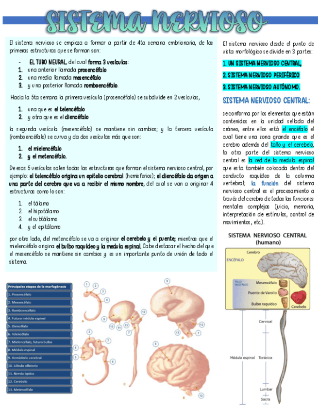 Miniatura del documento SISTEMA-NERVIOSO-PARTE-1-ANATO.pdf