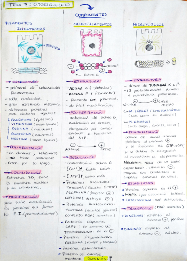 Miniatura del documento tema-789-citologia.pdf