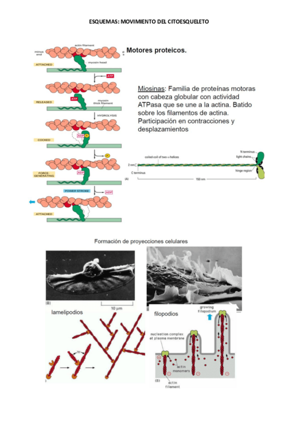 Miniatura del documento ESQUEMAS-CITOLOGIA.pdf