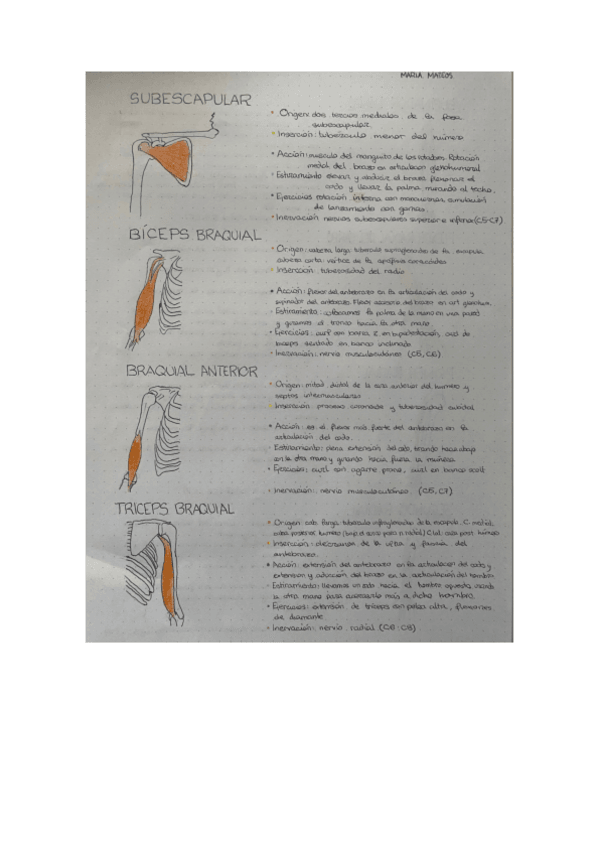 Miniatura del documento cuaderno-anatomia-2.pdf