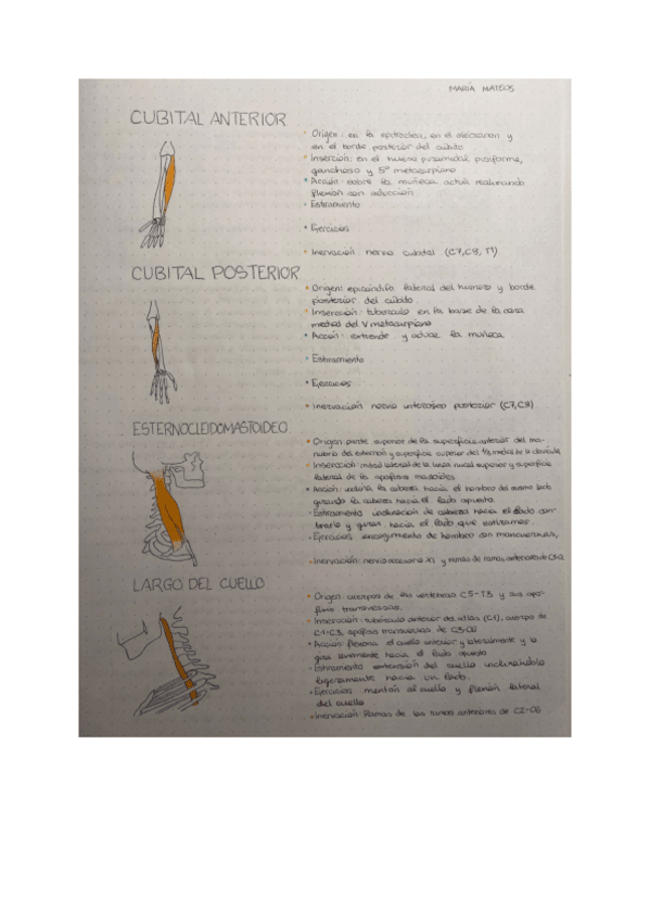 Miniatura del documento cuaderno-anatomia-3.pdf