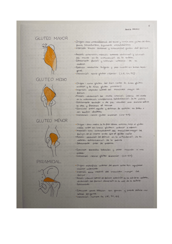 Miniatura del documento cuaderno-anatomia-4.pdf