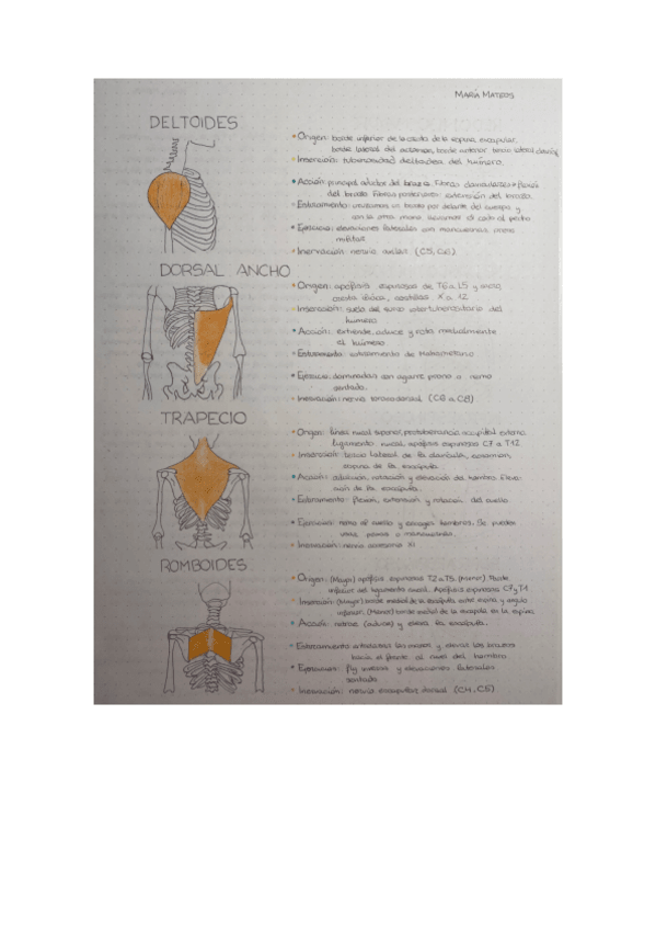 Miniatura del documento cuaderno-anatomia-1.pdf
