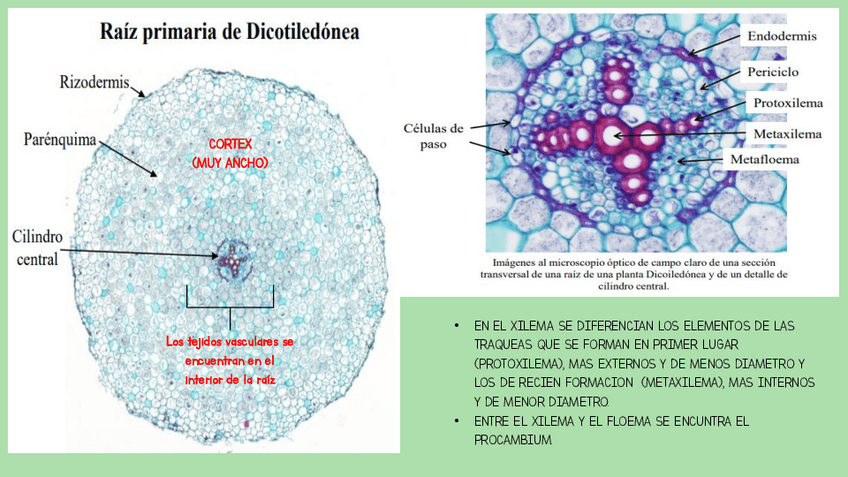 Miniatura del documento IMAGENES-ORGANOS-VEGETALES.pdf