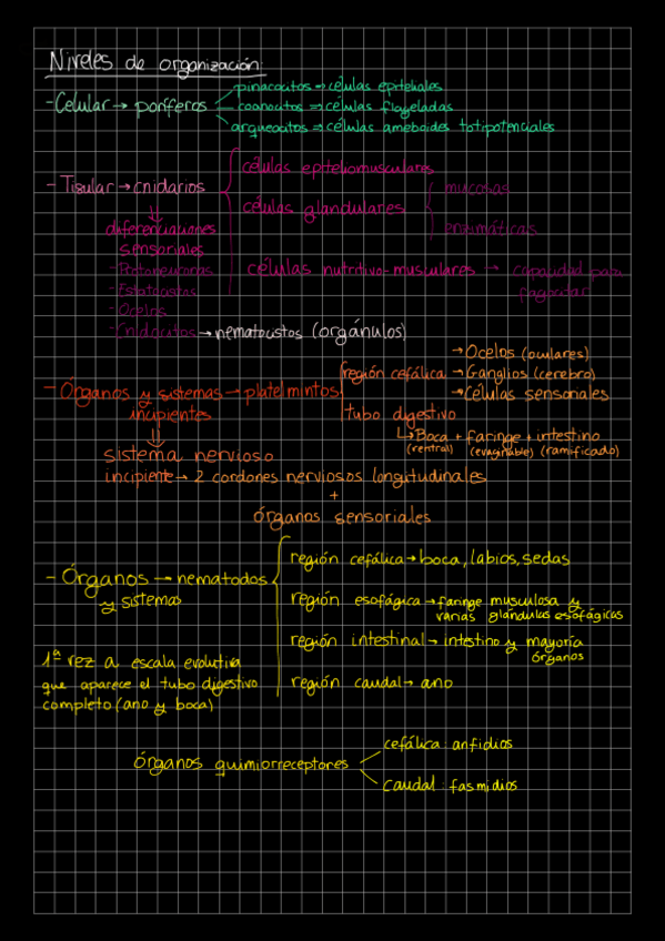 Miniatura del documento Resumen zoología.pdf